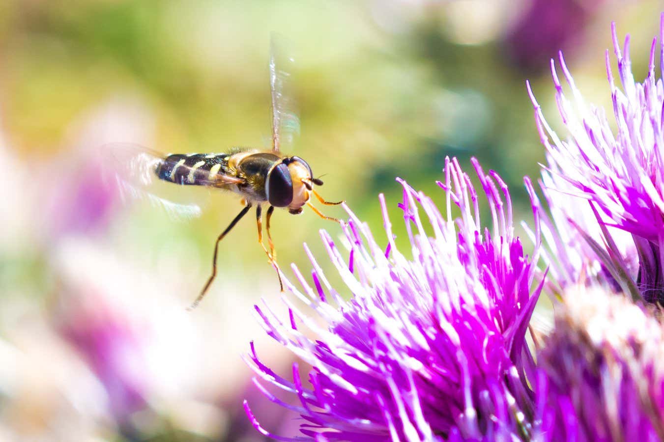 Flies undertake epic migrations that may be vital for pollination