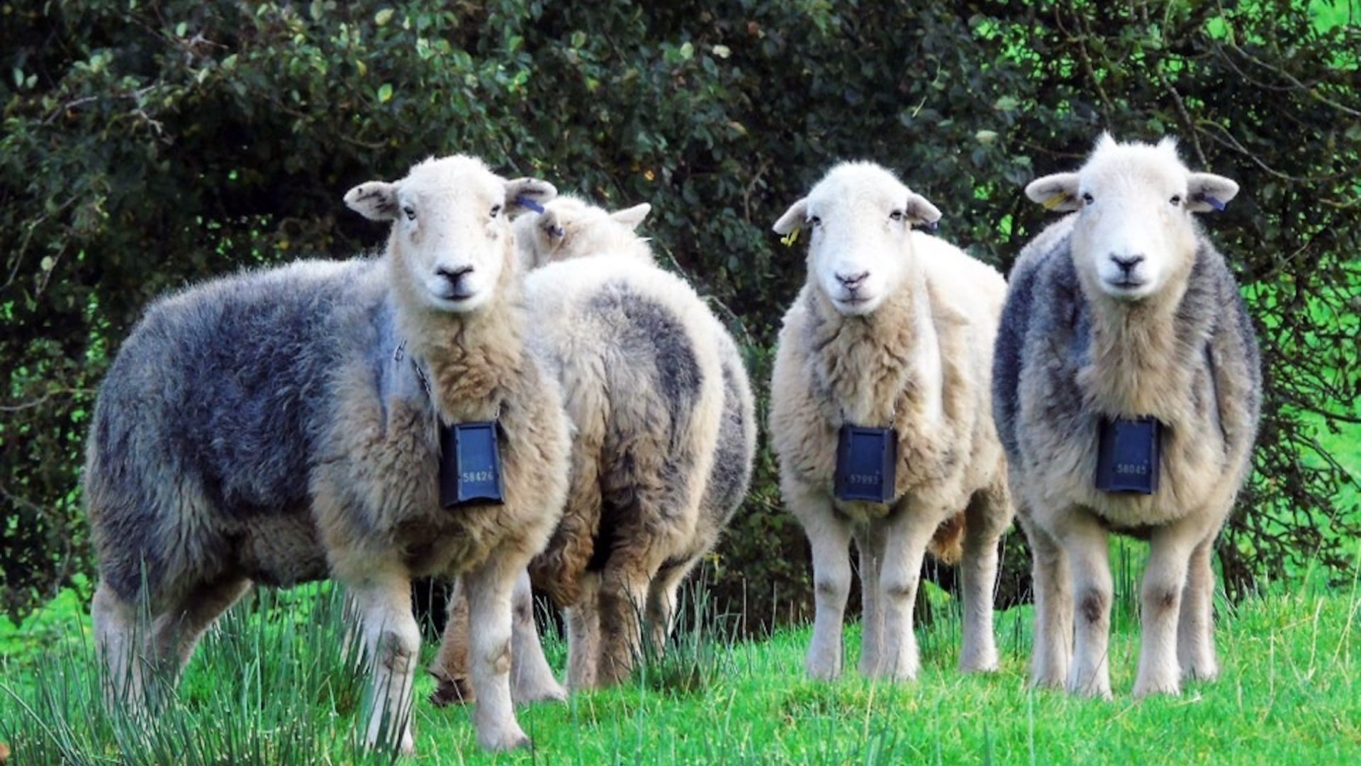 Sheep are being fitted with electric shock collars to stop them disturbing rare birds