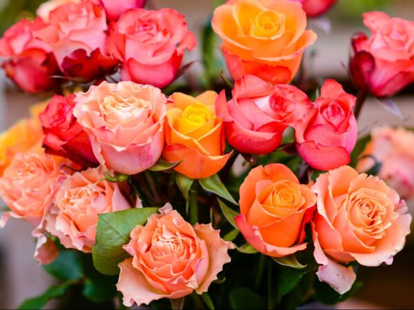 Show Mom You Love Her with Two Dozen Roses for $25