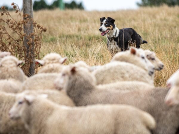 Sheep farmers cutting costs, looking for new income sources as prices plummet