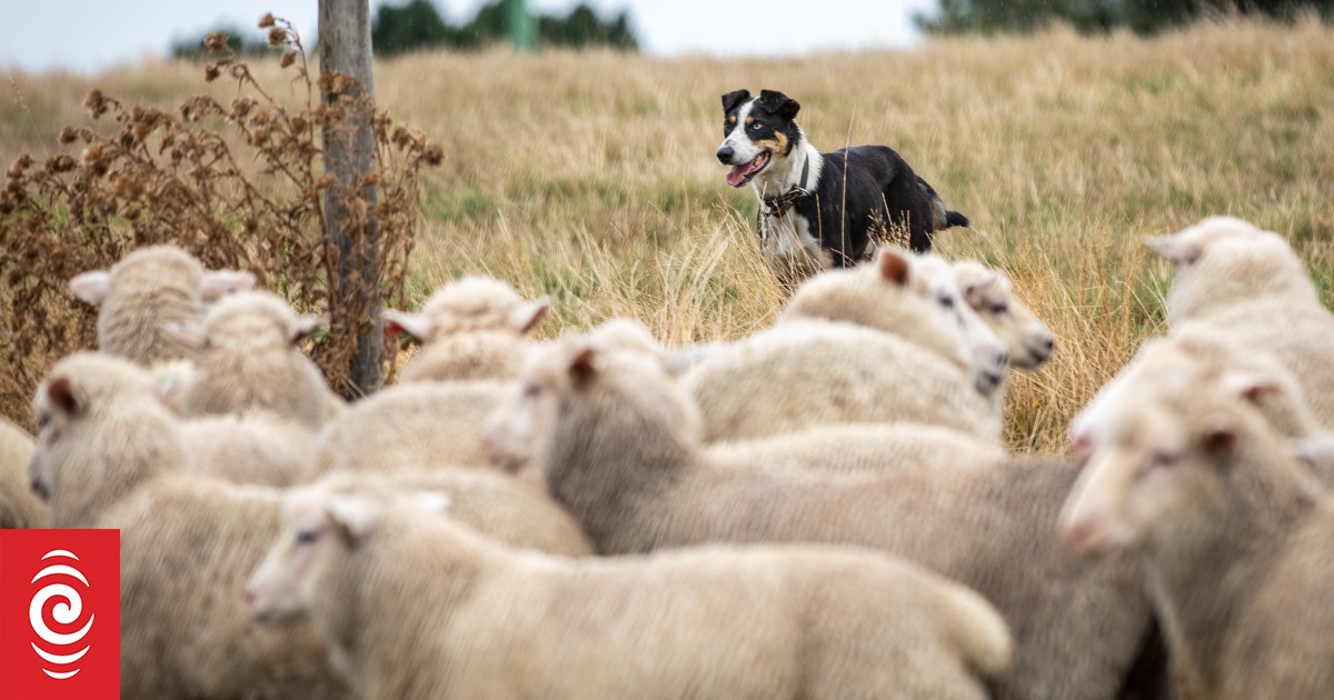 Sheep farmers cutting costs, looking for new income sources as prices plummet