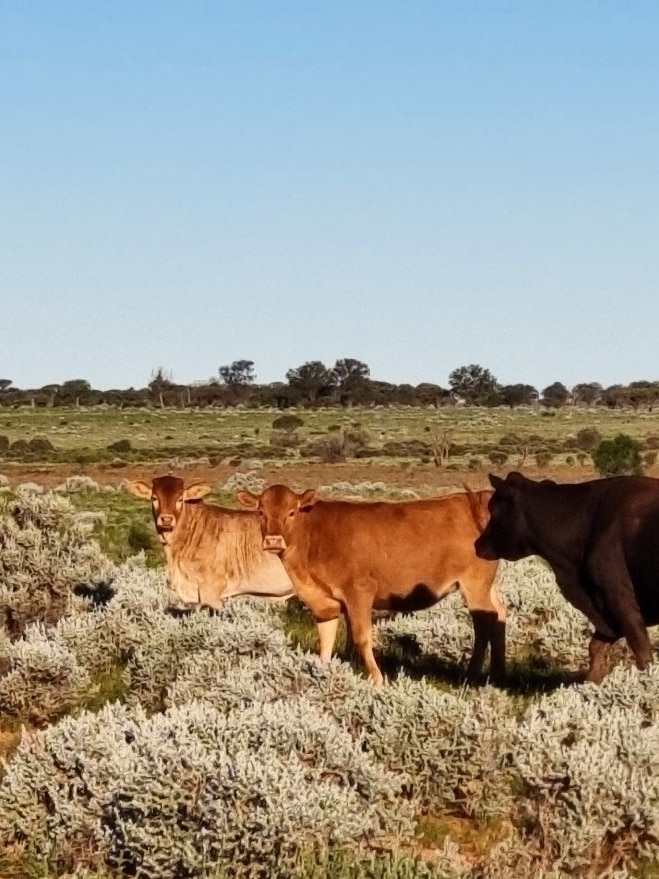 Big rains like ‘oxygen itself’ as Nullarbor farmers look to greener pastures and restocking