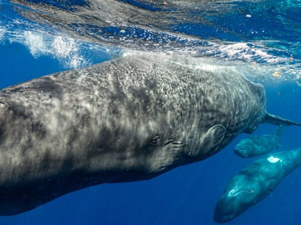 The way whales communicate is closer to human language than we realized