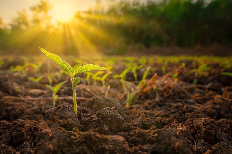 Study predicts crop yields by detecting plant fluorescence