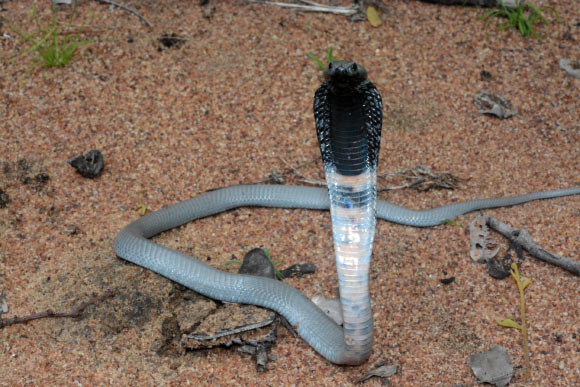 Researchers Discover First Effective Treatment for Spitting Cobra Snakebite