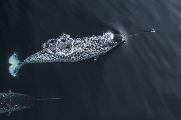 The Narwhal makes waves in Canada for environmental journalism