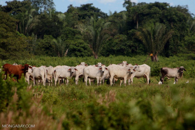 Indonesian palm oil, Brazilian beef top contributors to U.S. deforestation exposure