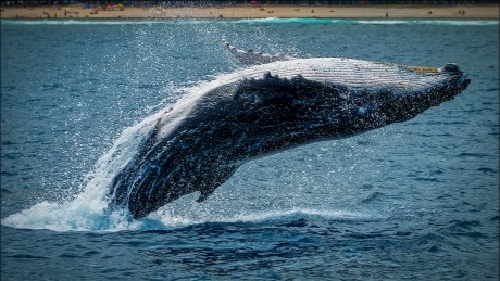 Bitcoin Gets A ‘Monster’ Whale Boost With $1.2 Billion ETF Purchase