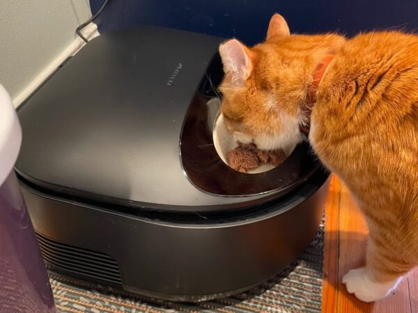 The best automatic pet feeders of 2024