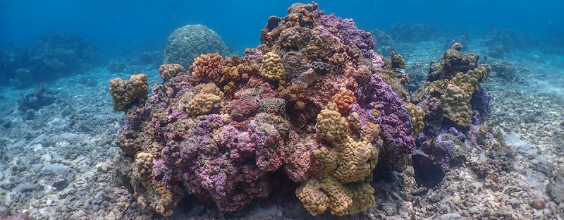 Trouble dead ahead: Acidifying oceans harm tropical corals